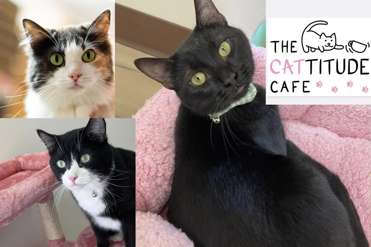 Coming Soon: Sioux City cat café makes progress