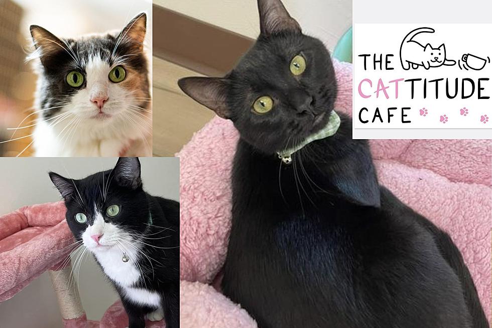 New Sioux Falls Cat Café Opening This Week-Meet The Kitties! 