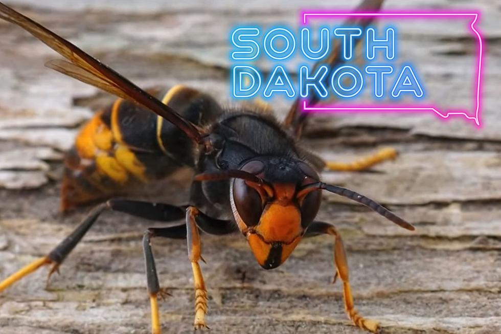 Watch Out For Dangerous Spitting Hornets in South Dakota!