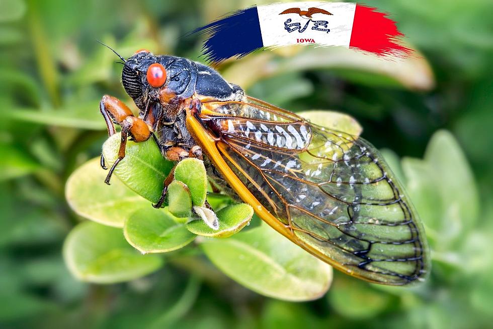Billions of Cicadas Coming to an Iowa Town Near You Next Spring