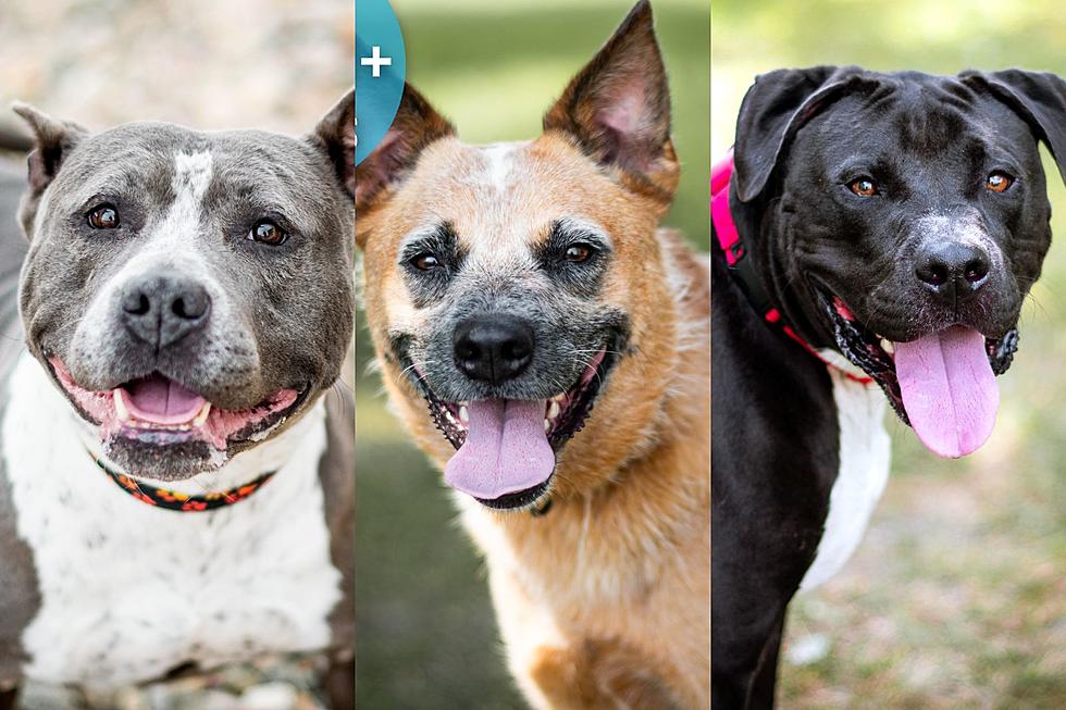 Precious Sioux Falls Pets Looking For Their "Fur-ever" Homes