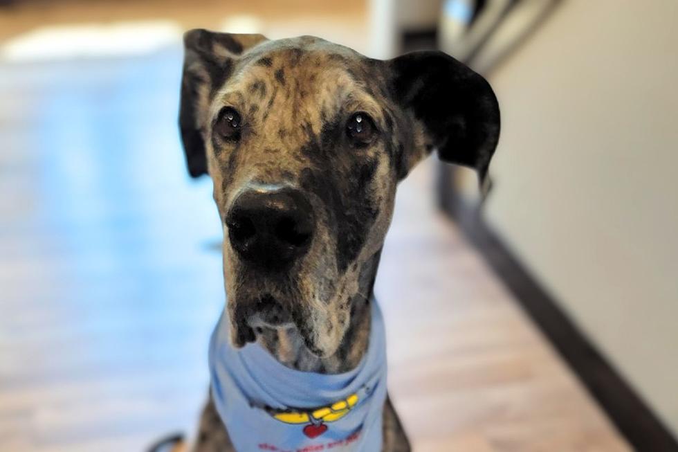 Say Hello To Sioux Falls Regional Airport's Newest Canine Team