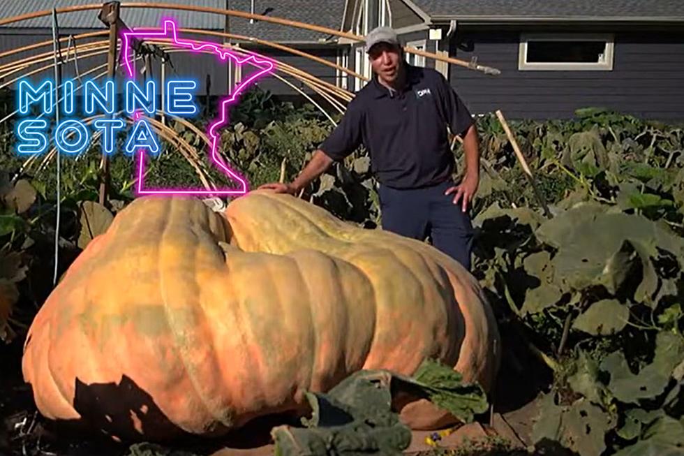 Minnesota Pumpkin Grower Squashes Insane World Pumpkin Record