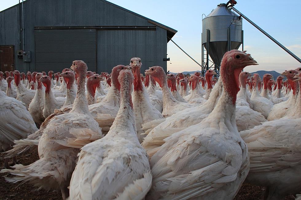 Nearly 1M Chickens Will Be Killed on a Minnesota Farm Because of Bird Flu