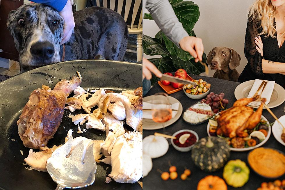 Sioux Falls Better Not Feed Dogs These Foods On Thanksgiving