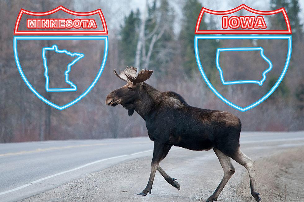 Have You Seen This Crazy Moose on the Loose In Minnesota &#038; Iowa?