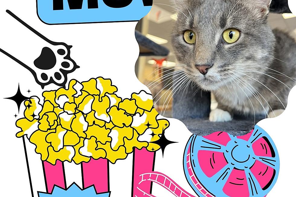 Cuddle With Cute Kitties At Sioux Falls Cat Café for Movie Night
