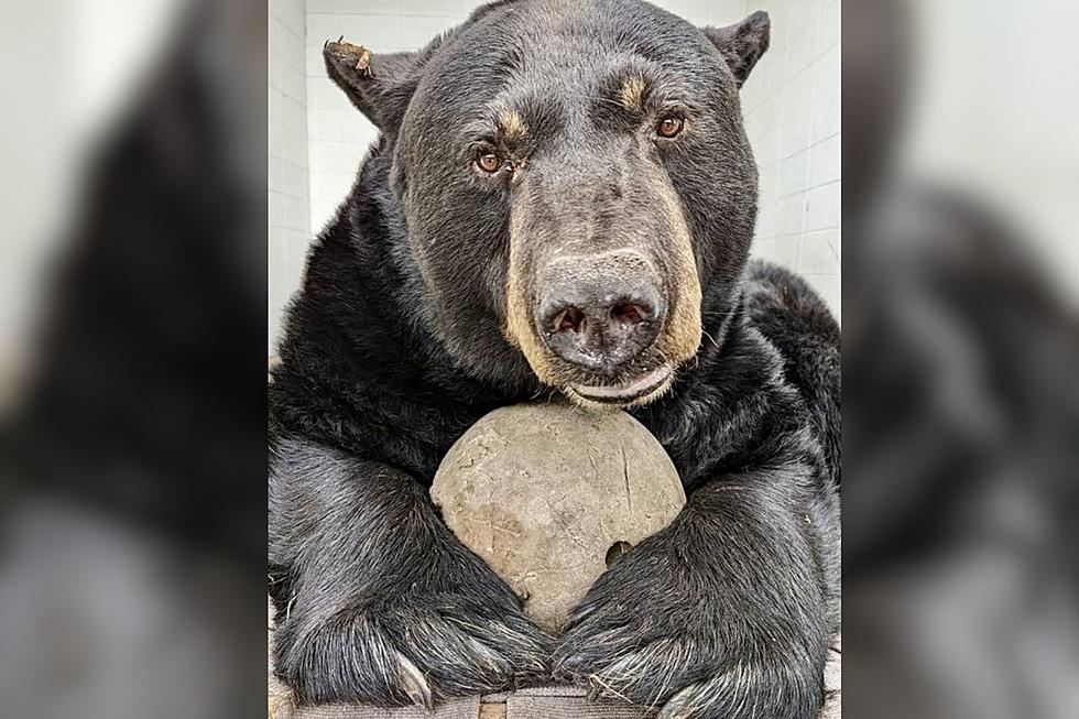 Sioux Falls Zoo Says Goodbye to Beloved Black Bear Charles 