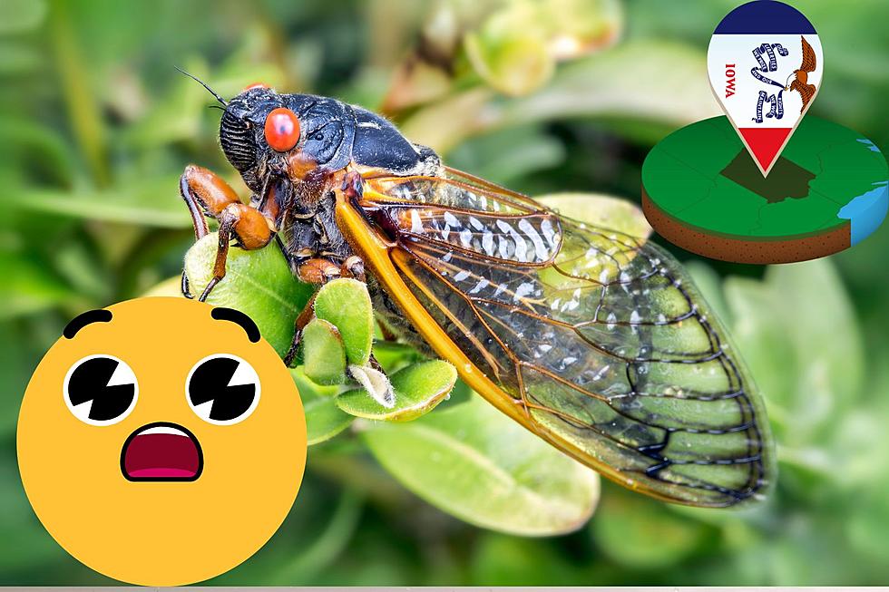 Billions of Cicadas Will Be Invading Iowa in a Few Months