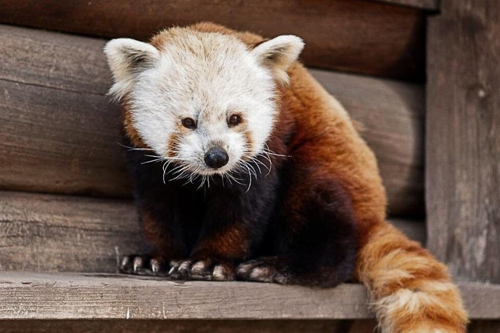 Sioux Falls Zoo Heartbroken After Lovable Red Panda Dies