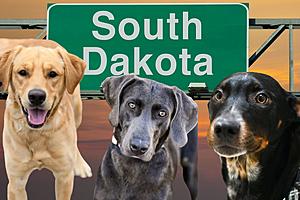 South Dakota Dogs Need Your Help-Adopt Your Best Friend Today!
