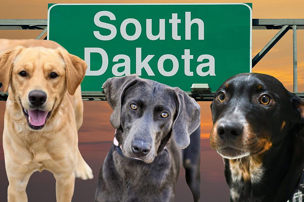 South Dakota Dogs Need Your Help-Adopt Your Best Friend Today!