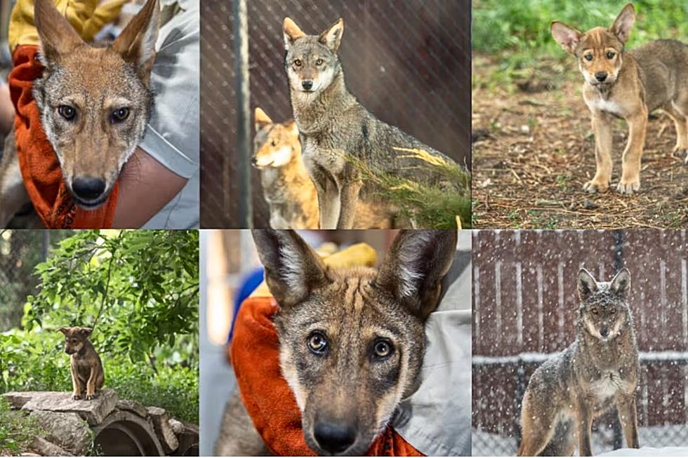 Help Name These Adorable Red Wolf Pups At Sioux Falls Zoo