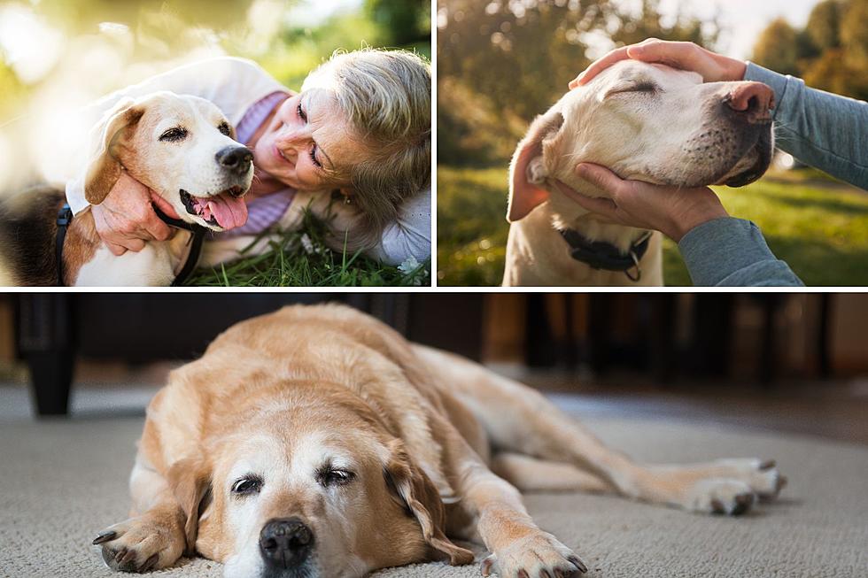 Have A Dog? Here&#8217;s How To Tell His Or Her Age