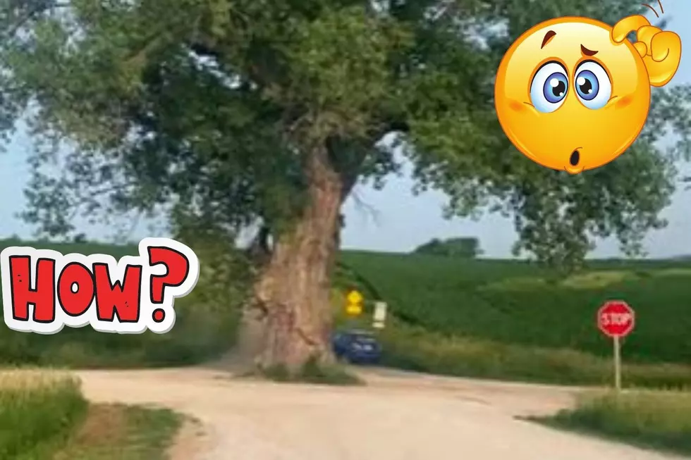 How a Tree Wound Up in the Middle of a Desolate Iowa Road