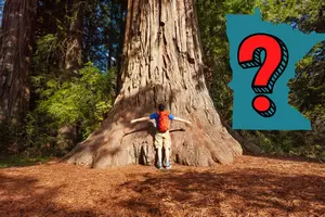 Where Can You Find Minnesota's Biggest Tree?