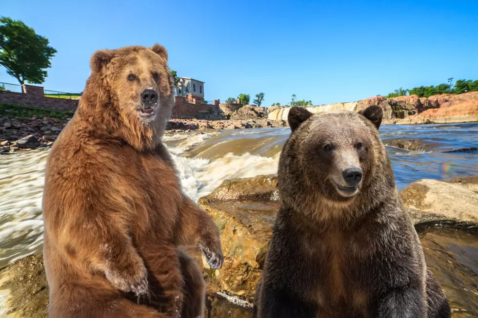 Sioux Falls Great Plains Zoo’s Precious Bears Are Internet Famous