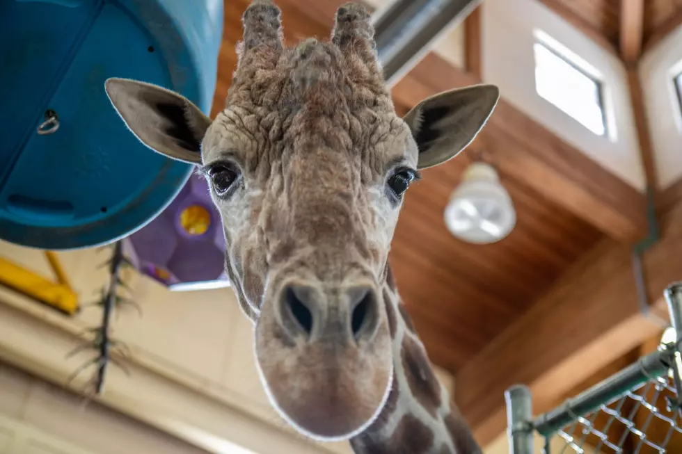 Sioux Falls Zoo Announces Shocking Loss of Beloved Giraffe