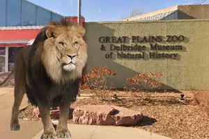 Exciting News! Sioux Falls Zoo Almost Ready To Welcome Back Lions