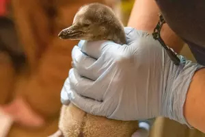 Check Out Precious New Baby Penguins At Sioux Falls Zoo
