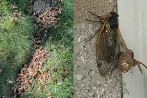 Don't Panic! Millions of Iowa & Illinois Cicadas Invade Homes