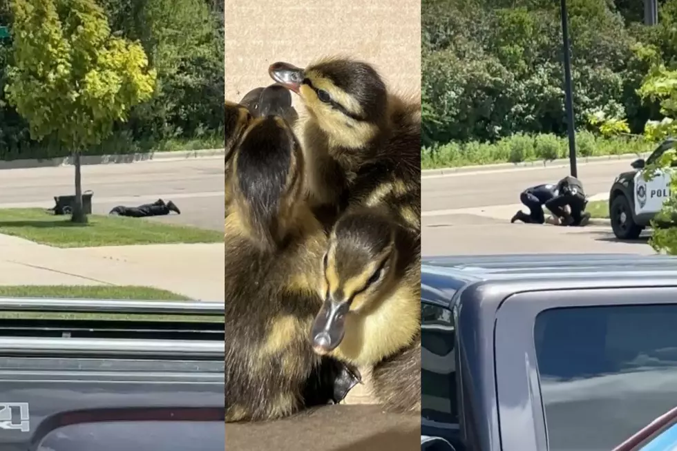 South Dakota Police & Fire Team Save Adorable Family of Ducks