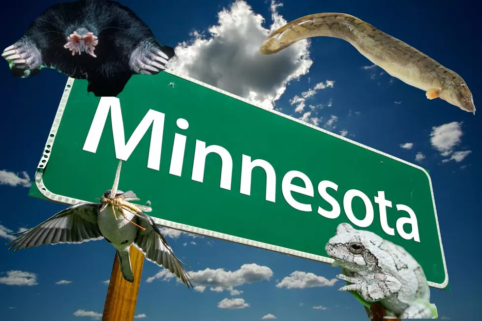 Seven Strange Creatures That Call Minnesota Home
