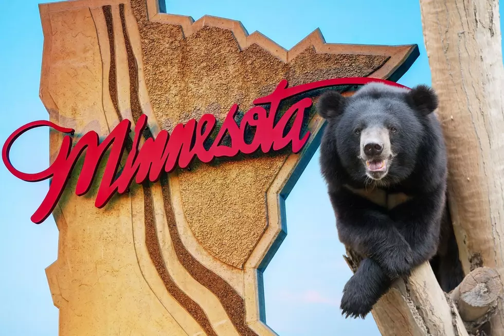 Cute Video Captures Minnesota Black Bear Playing In Sprinklers