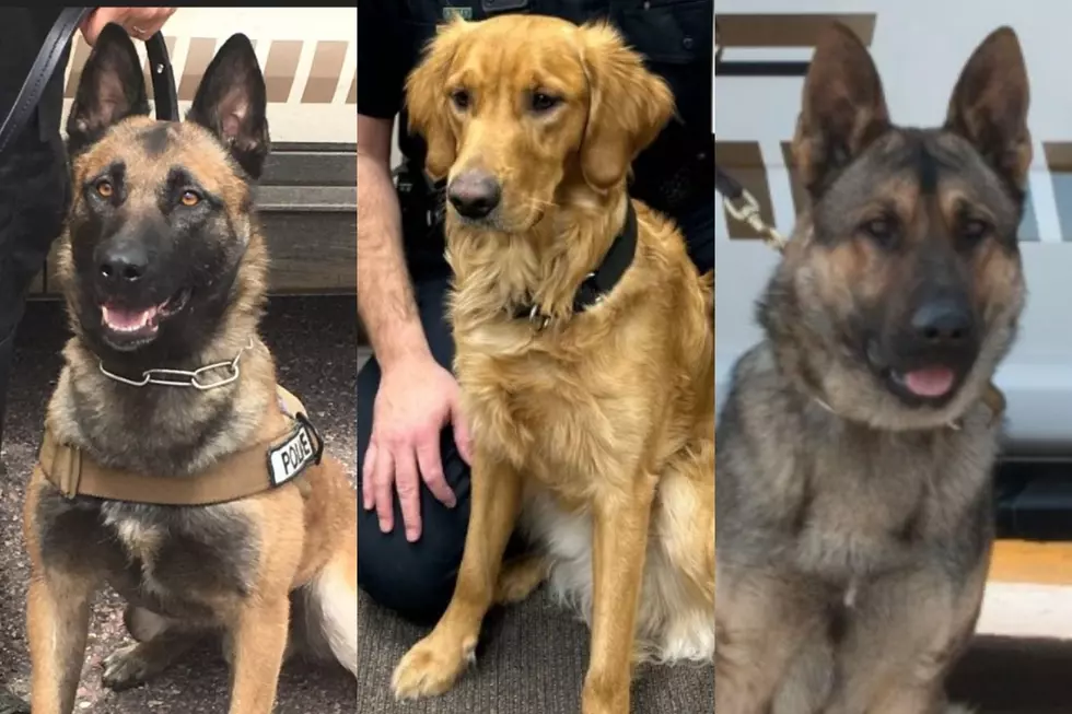 Sioux Falls Police Department Shows Off Their 'Good Boys'