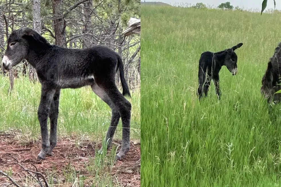 UPDATE: Two Baby Burros Born at South Dakota Custer State Park