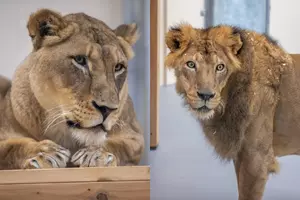 Meet The Beautiful Sioux Falls Great Plains Zoo Lions Friday