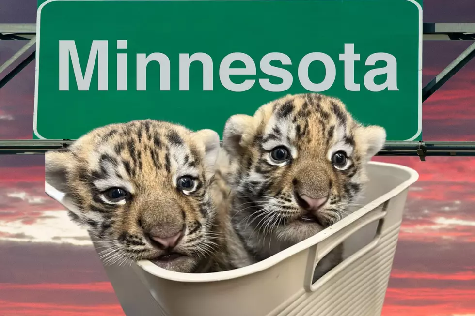 Surprise! Minnesota Zoo Secretly Welcome New Tiger Cubs