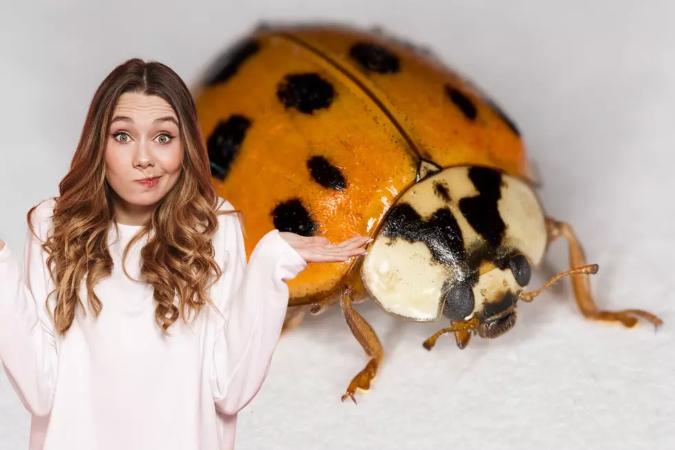 Why Are So Many Ladybugs in South Dakota, Iowa, & Minnesota?