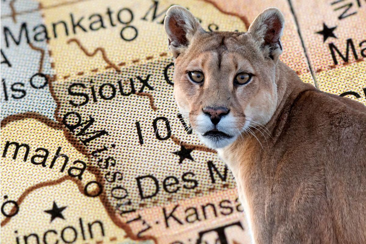 Mountain Lion Spotted Roaming Through Northwest Iowa
