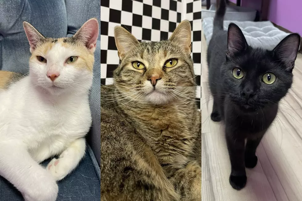 Sioux Falls Cattitude Café Hits Major Adoption Milestone Record