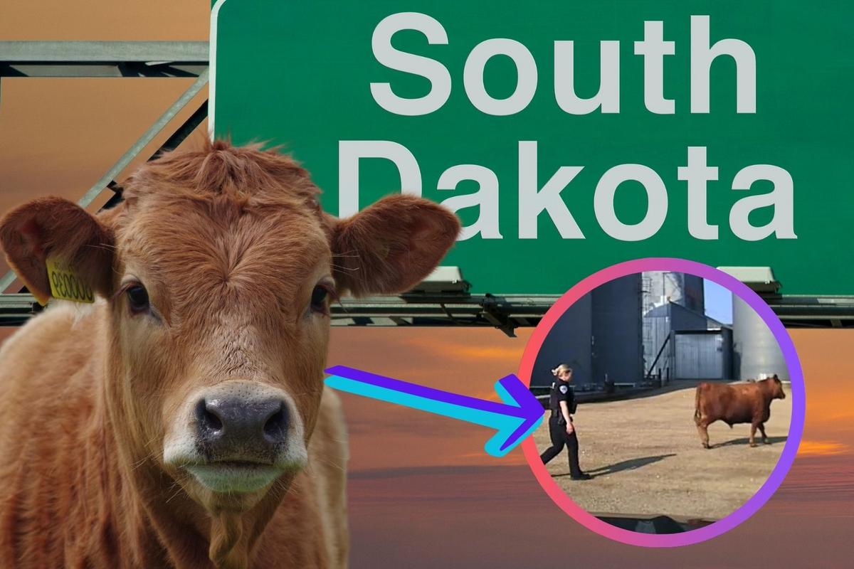 Yankton, South Dakota Police Catch Runaway Steer On The "Moove"
