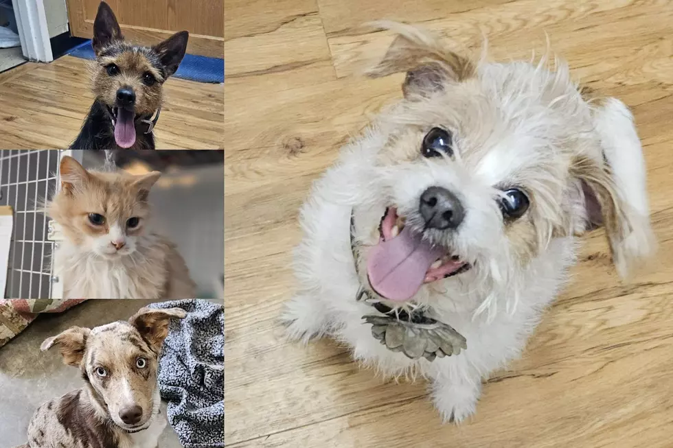 Sturgis/Meade County Animal Shelter (via Facebook), Canva