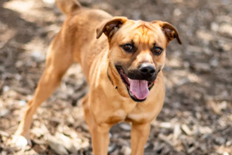 Sioux Falls Area Humane Society (with permission)