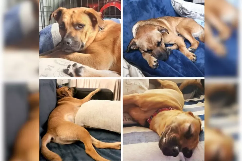 Sioux Falls Area Humane Society (with permission), Canva