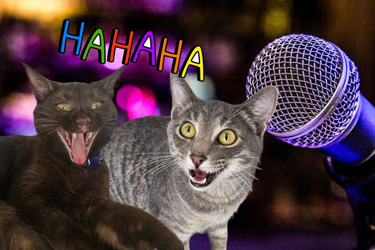 Laugh With Cats at First-Ever Comedy Show at Sioux Falls Cat Café
