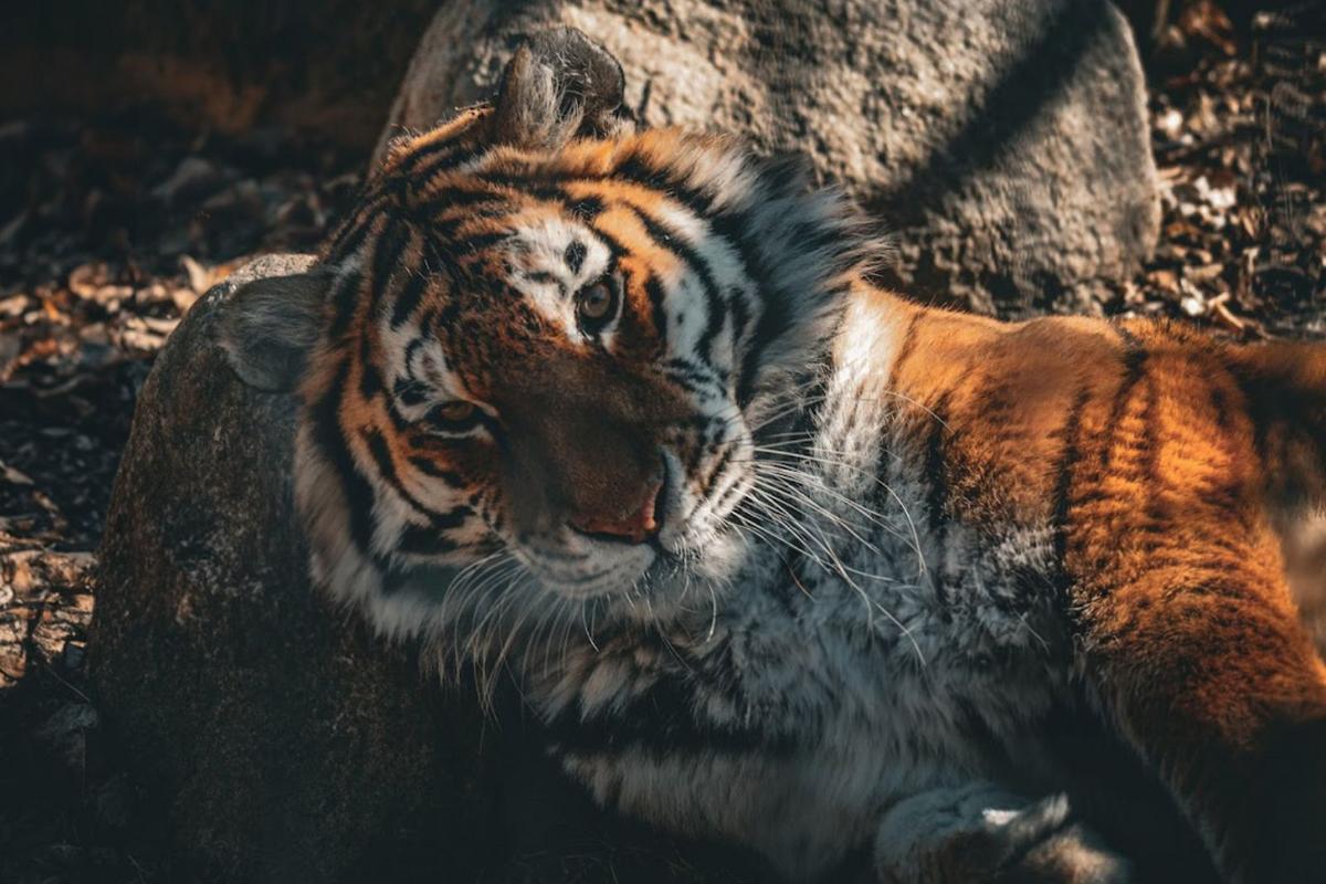 Say Your Goodbye to South Dakota Tiger Before She's Gone For Good