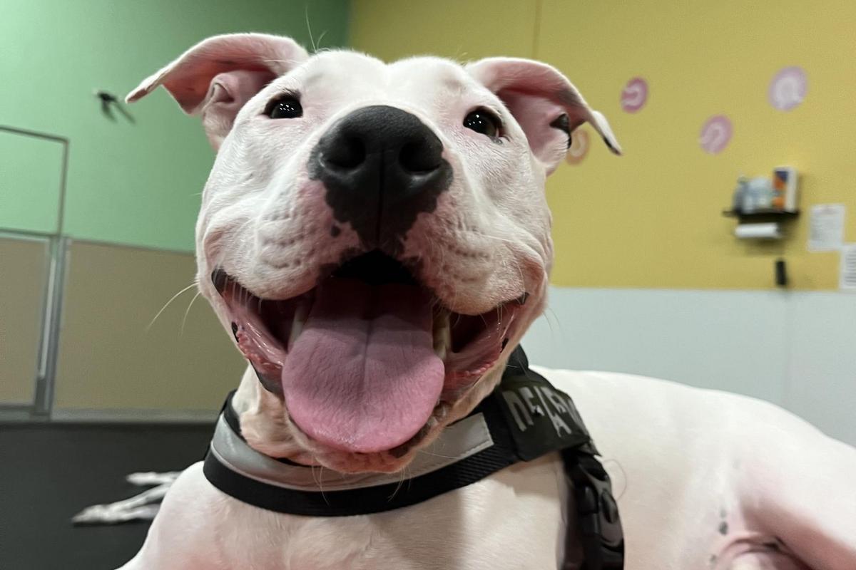Over 700 Days of Waiting, Edison Needs A New South Dakota Family