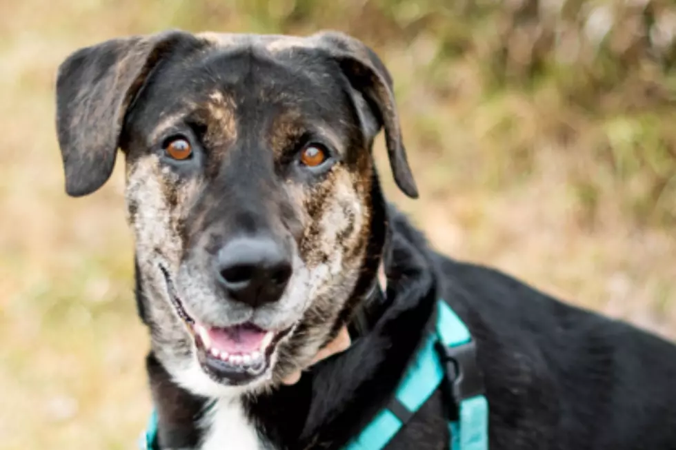 Sioux Falls Area Humane Society