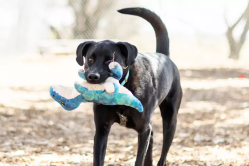 Sioux Falls Area Humane Society