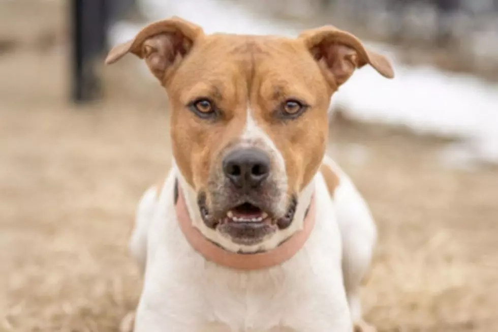 Sioux Falls Area Humane Society