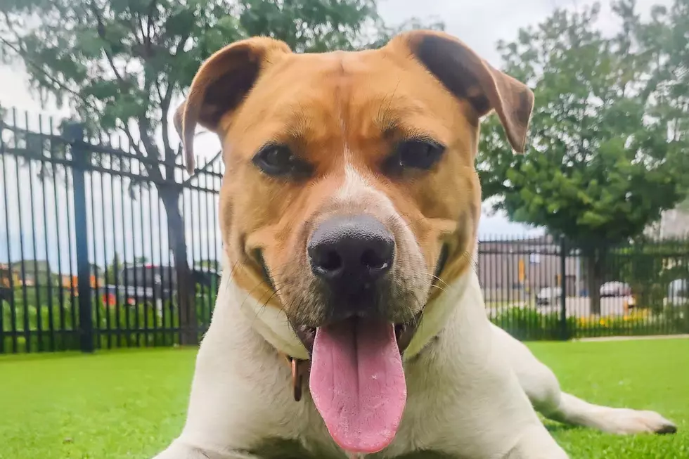 Sioux Falls Area Humane Society (via Facebook)