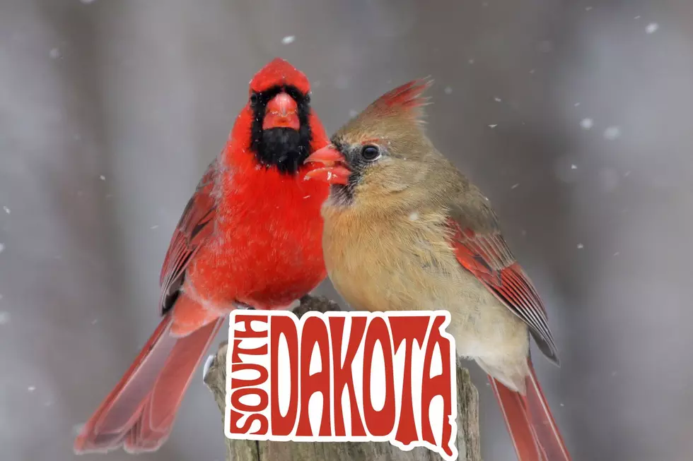 The Real Reason Why There Are Less Cardinals in South Dakota