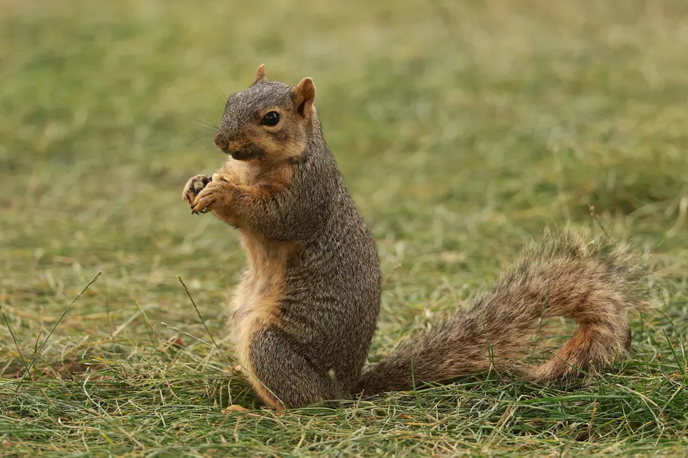 Mitchell, South Dakota Proudly Declares Squirrel Appreciation Day