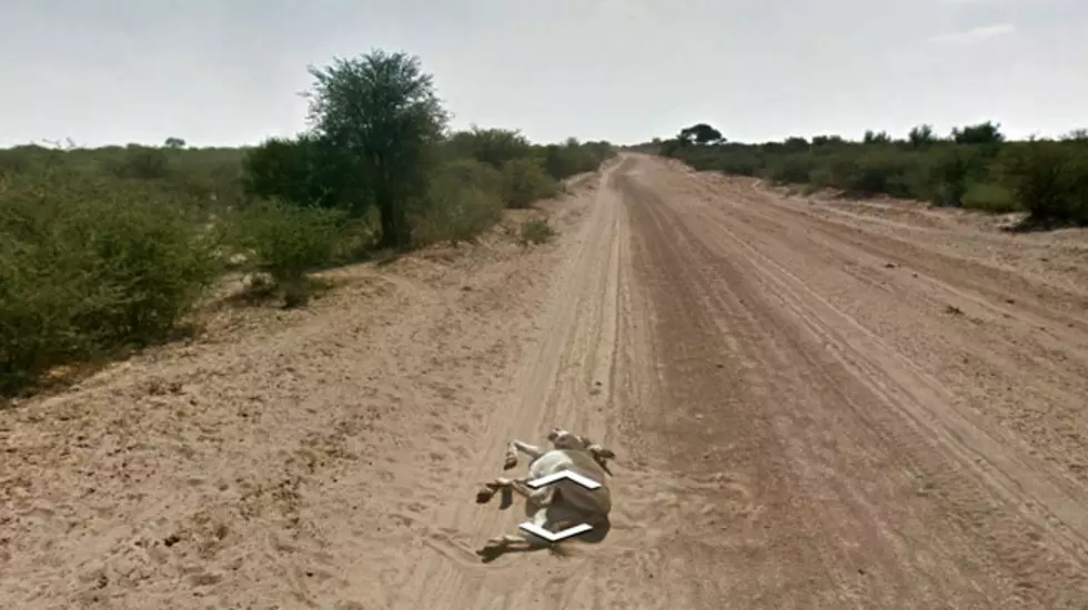 Did Google Street View Run Over a Donkey?