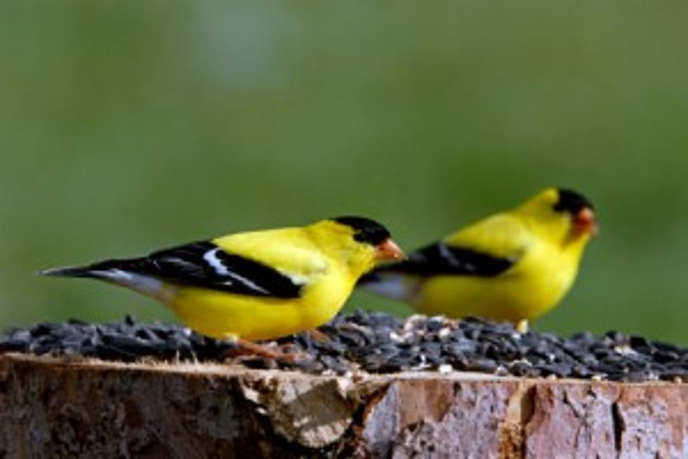 Iowa&#8217;s State Bird is Not the Hawkeye